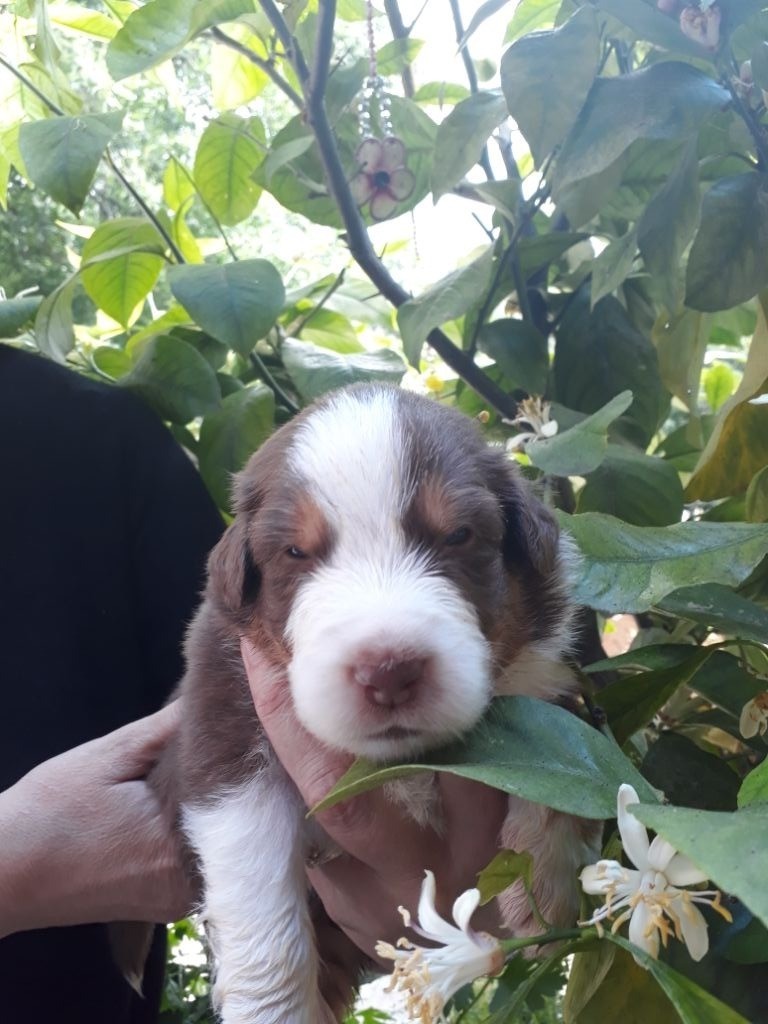 CHIOT ROUGE TRICOLORE
