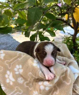 Les chiots de Berger Australien