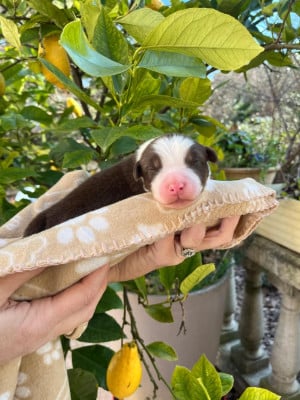 Les chiots de Berger Australien