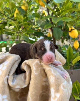 Les chiots de Berger Australien
