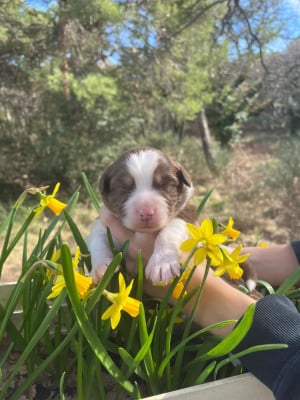 Les chiots de Berger Australien