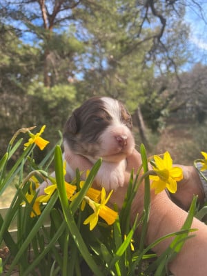 Les chiots de Berger Australien
