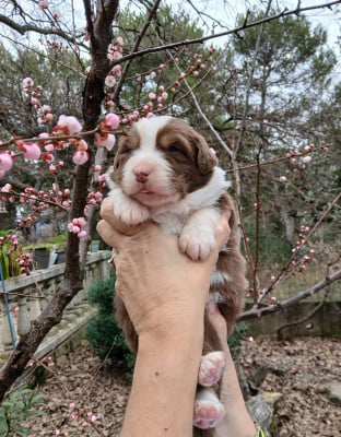 Les chiots de Berger Australien