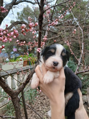 Les chiots de Berger Australien