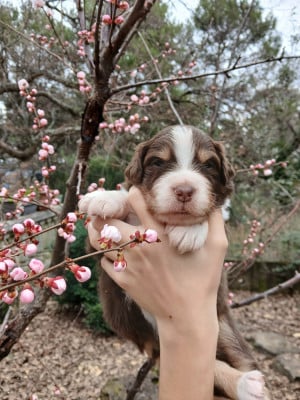 Les chiots de Berger Australien