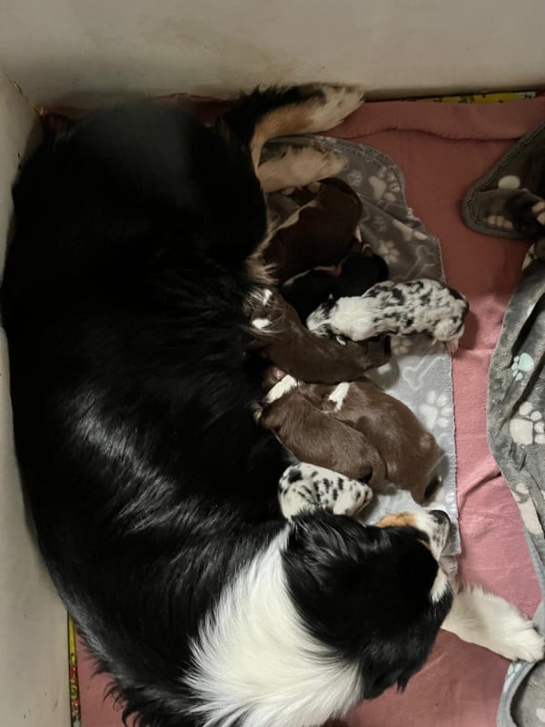 Berger Australien - des Faucons d'Osiris