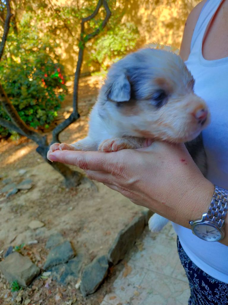 BLEU MERLE