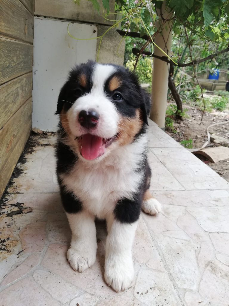 CHIOT NOIR TRICOLORE