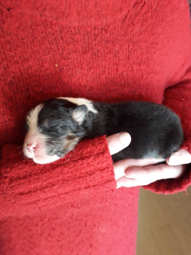 Chiot noir tricolore 4