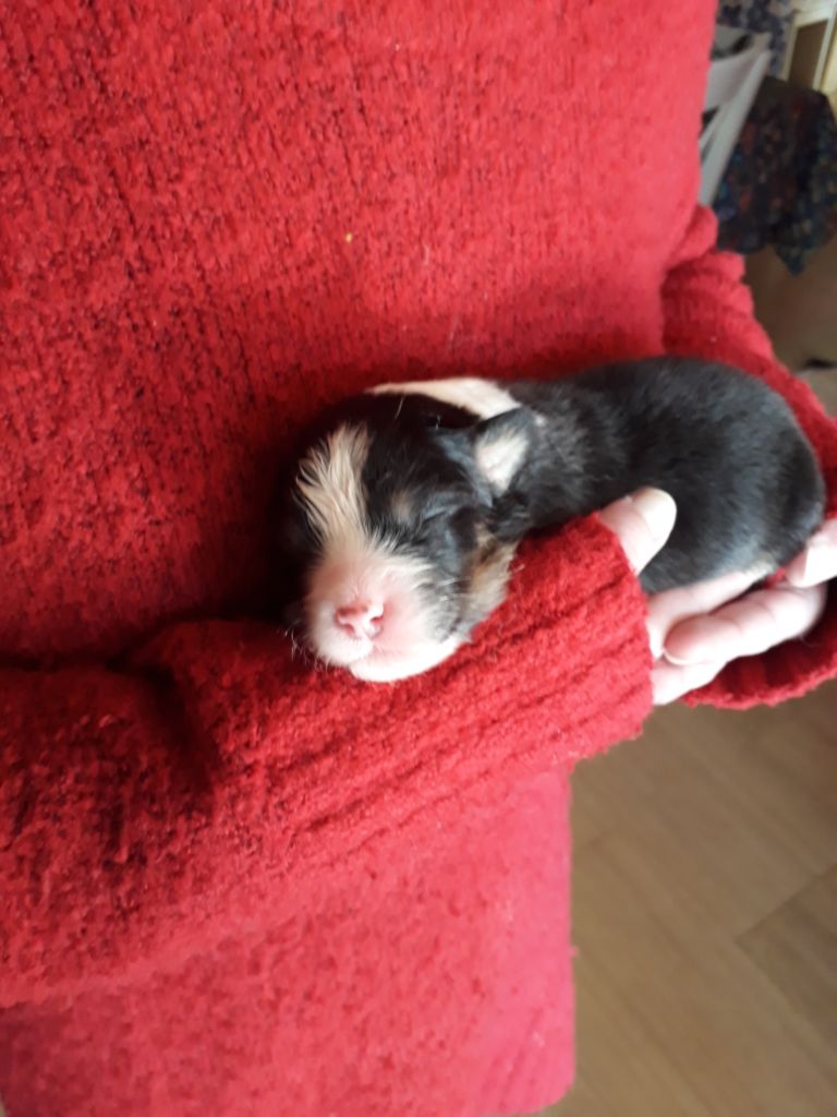 Chiot noir tricolore 4