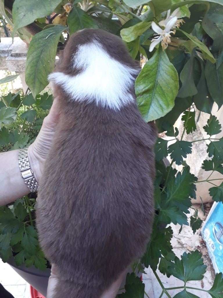 CHIOT ROUGE TRICOLORE