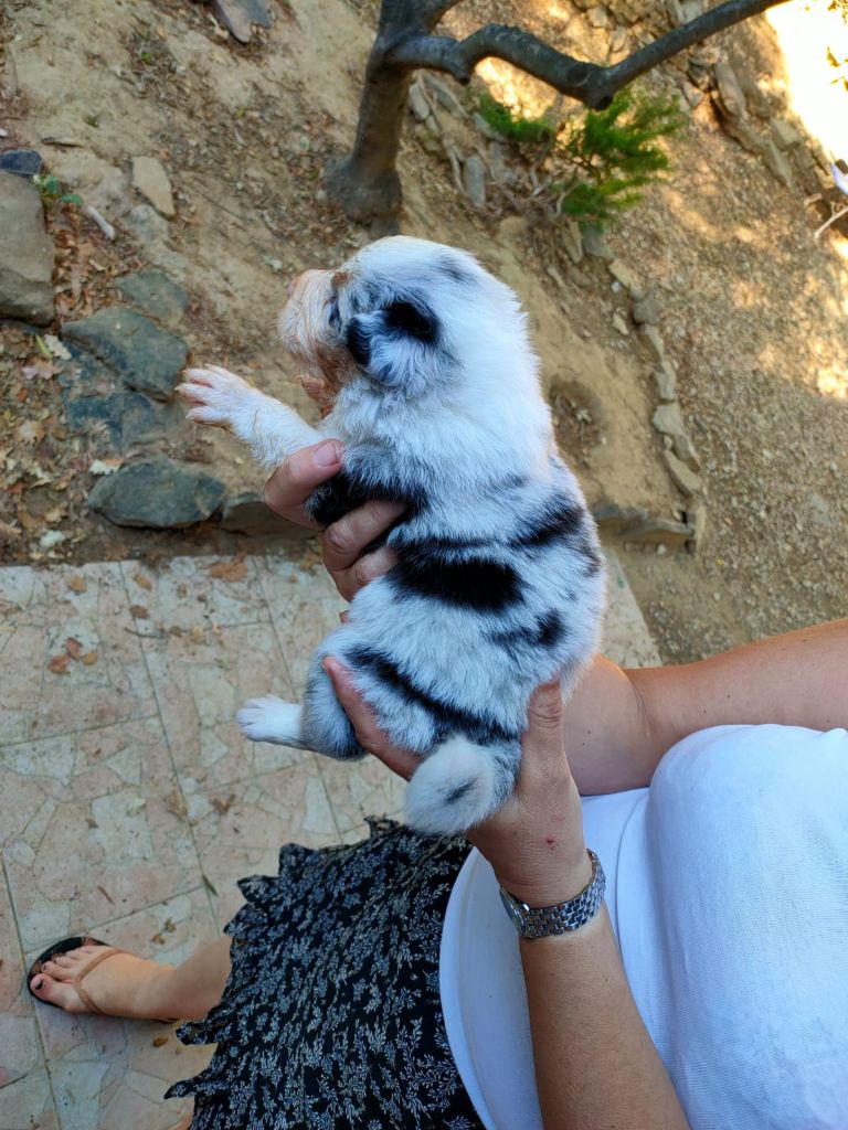 BLEU MERLE
