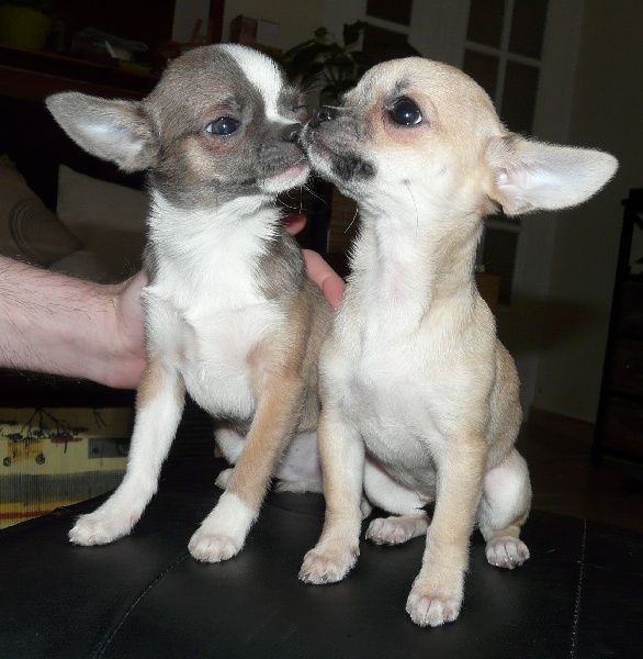 Publication : du Royaume de la Fée Bleue Auteur : Monique Rossi