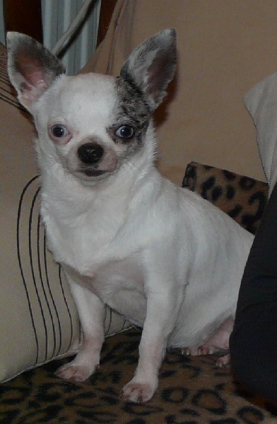 Publication : du Royaume de la Fée Bleue Auteur : Perrine Carlier