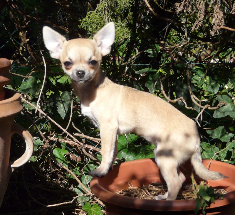 Publication : du Royaume de la Fée Bleue Auteur : Monique Rossi