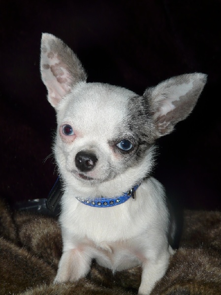 Publication : du Royaume de la Fée Bleue Auteur : Perrine Carlier