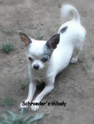 Publication : du Royaume de la Fée Bleue Auteur : Perrine Carlier