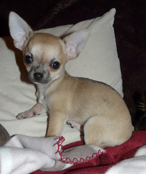 Publication : du Royaume de la Fée Bleue Auteur : Monique Rossi