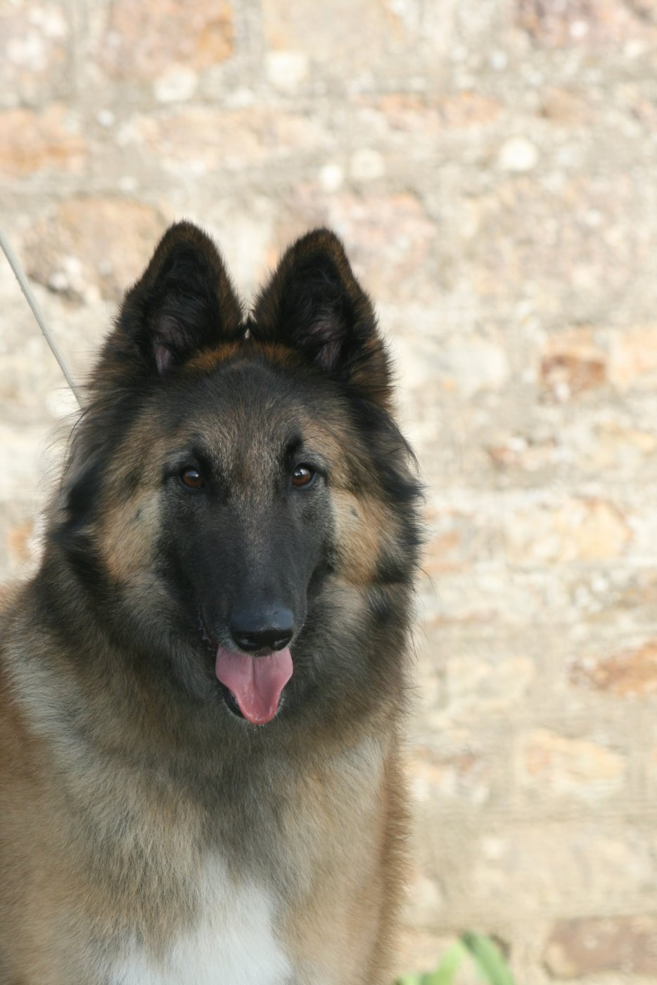 Ulwenn Des Crinieres Aux Vents