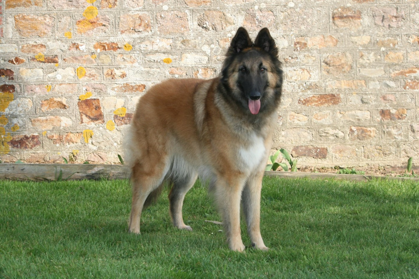 Ulwenn Des Crinieres Aux Vents