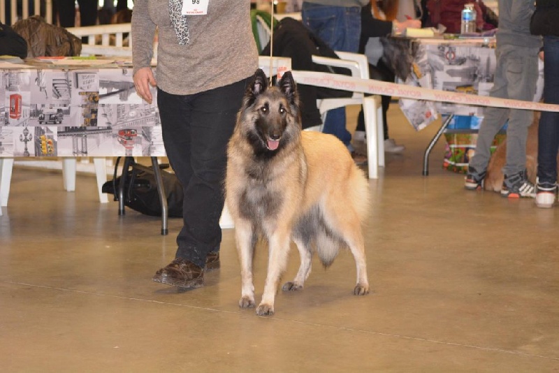 Sr fylline Des Crinieres Aux Vents - 3ème Excellent