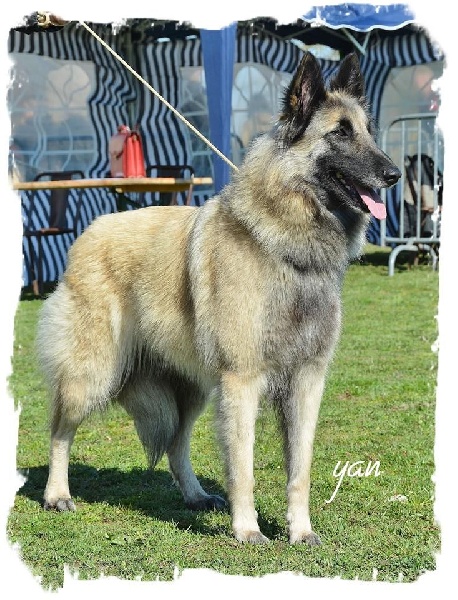 Sr fylline Des Crinieres Aux Vents - 7 ème excellente sur 72 chiennes