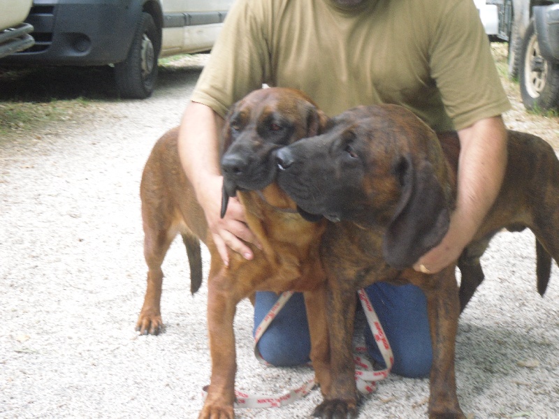 Publication : du gré du vent des oliviers Auteur : Pascal CHARROIN