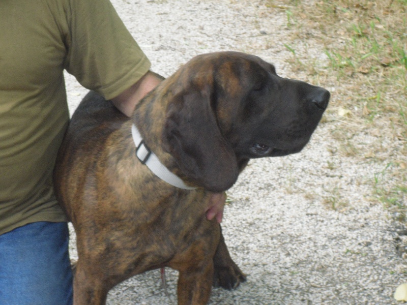 Publication : du gré du vent des oliviers Auteur : Pascal CHARROIN