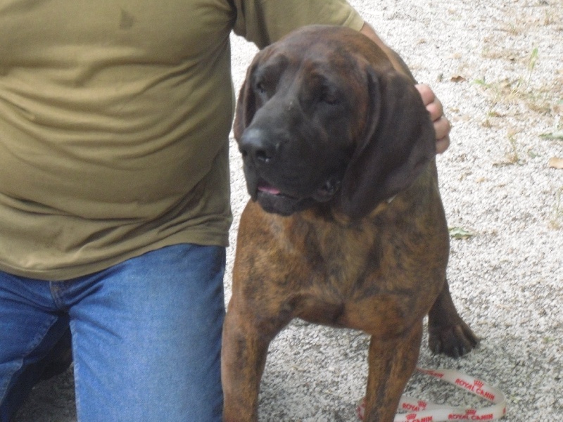 Publication : du gré du vent des oliviers Auteur : Pascal CHARROIN