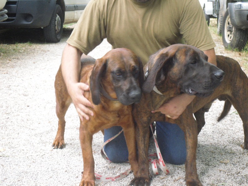 Publication : du gré du vent des oliviers Auteur : Pascal CHARROIN