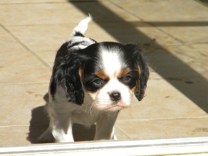 Harper