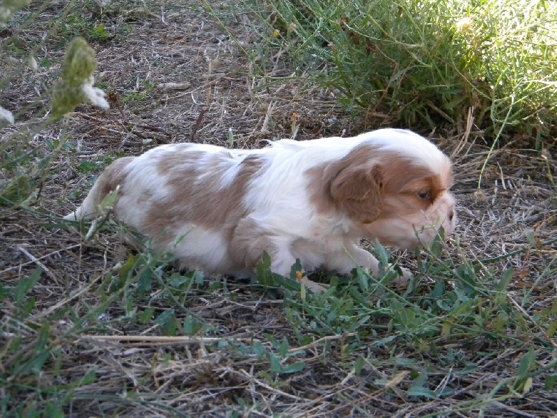 Mylo