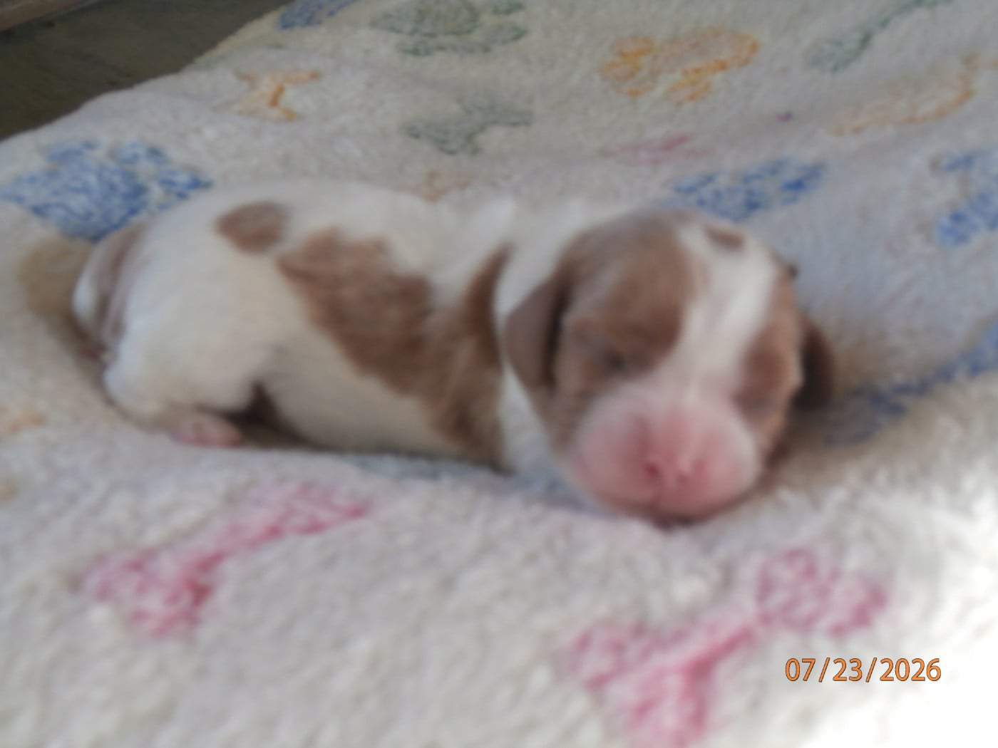 Chiot N°4