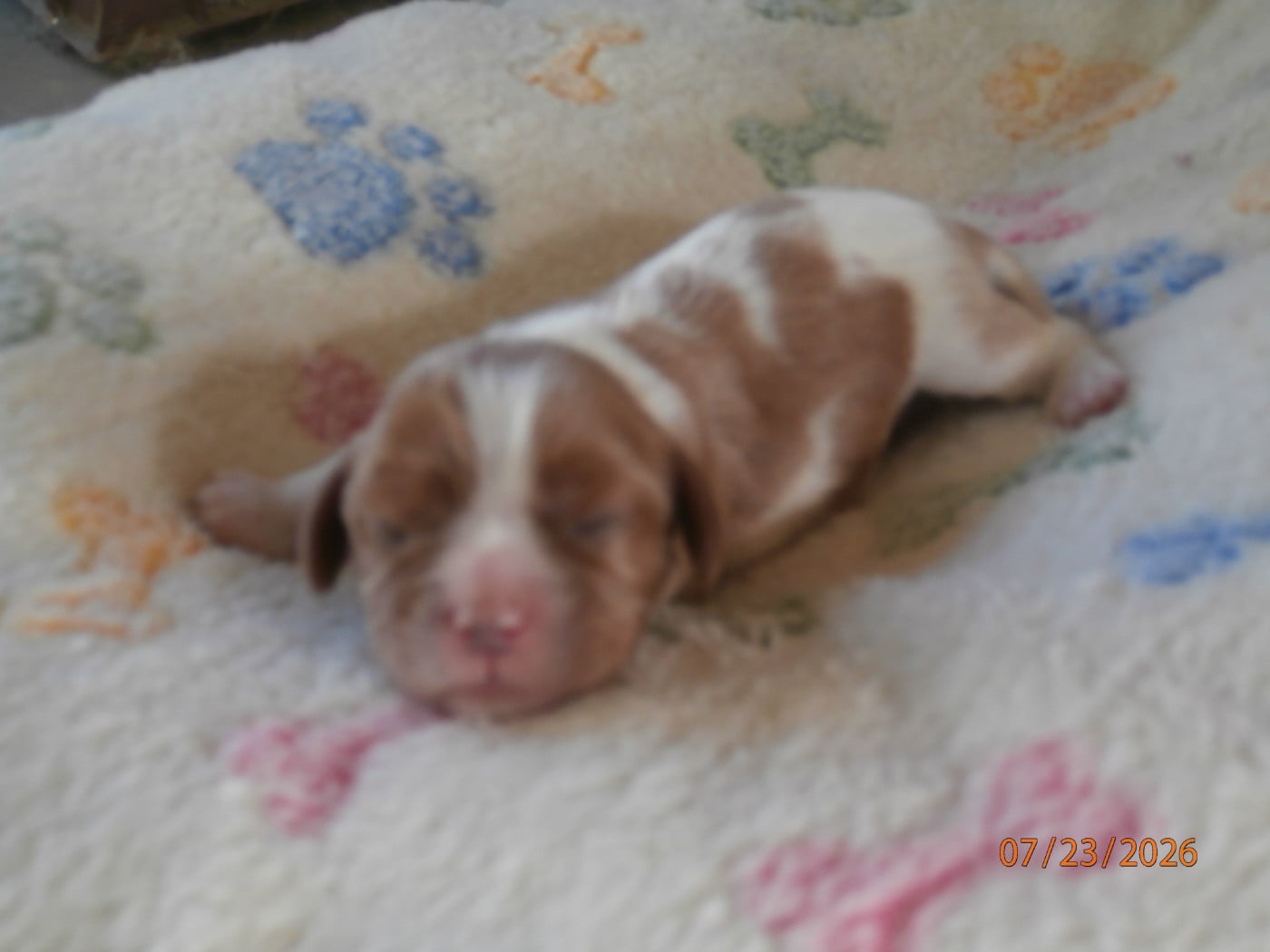 Chiot N°5