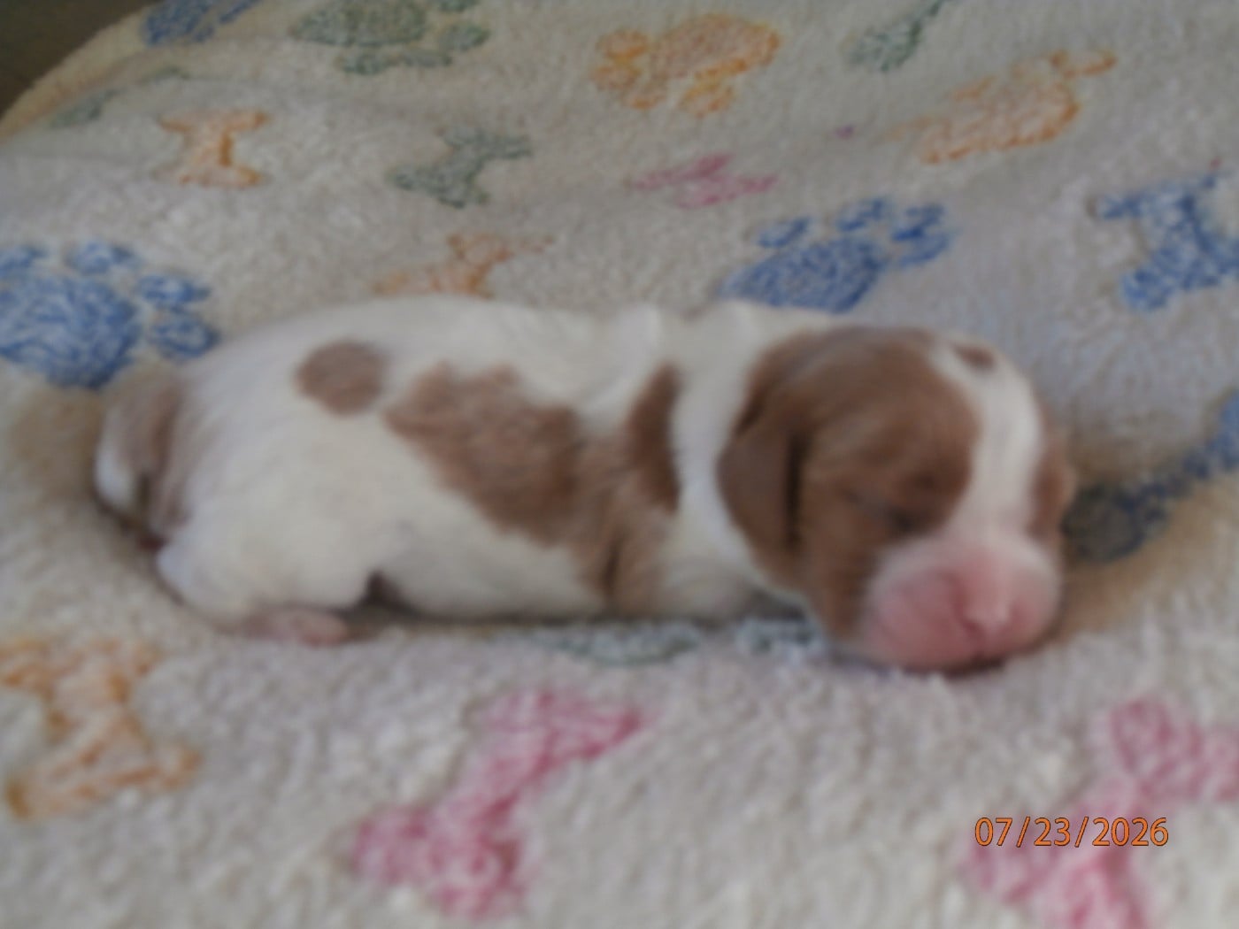Chiot N°4