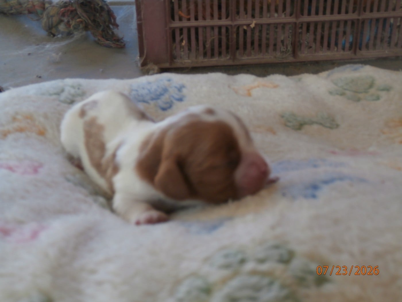 Chiot N°4
