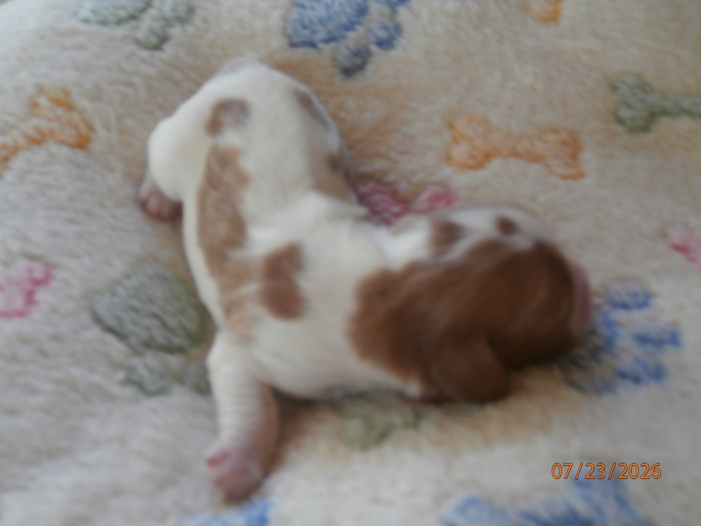 Chiot N°4