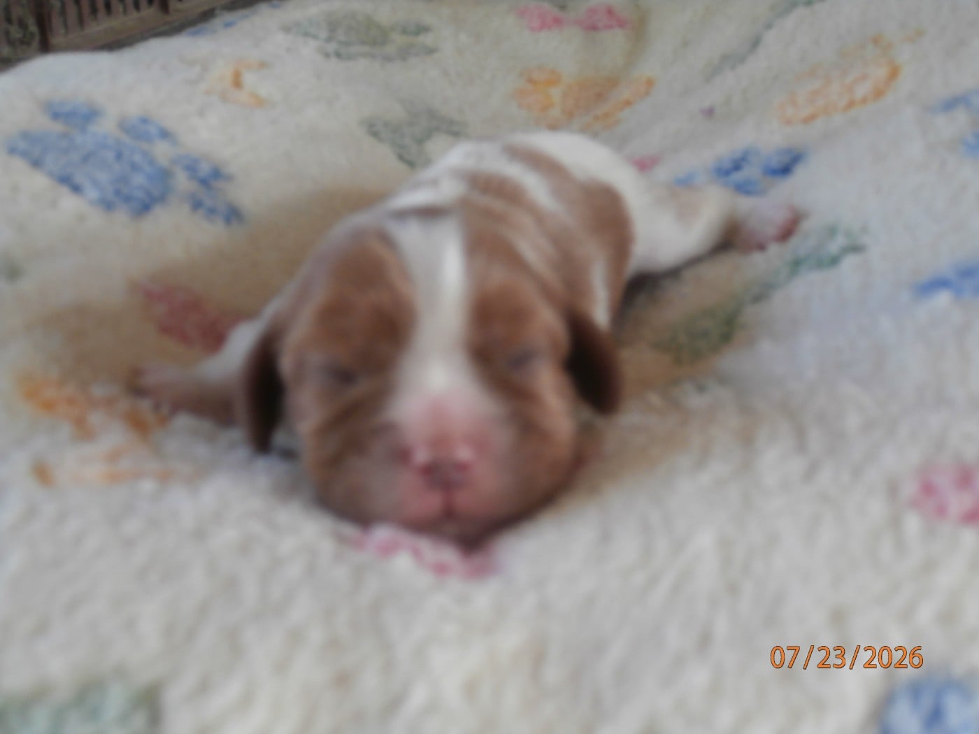 Chiot N°5