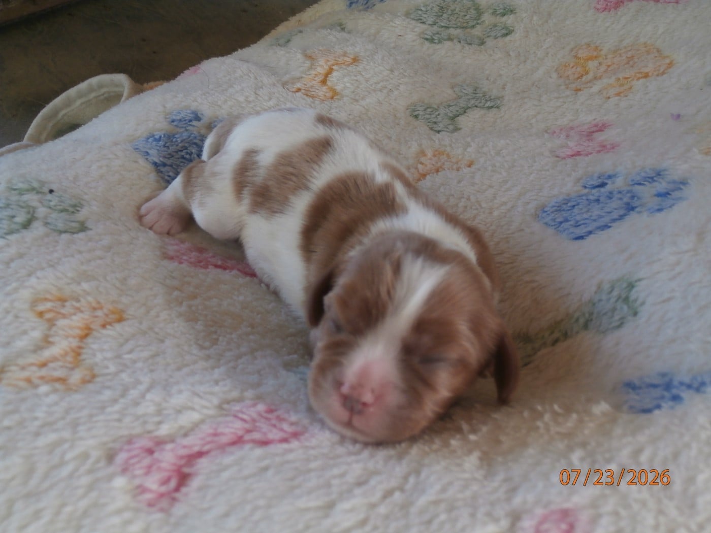 Chiot N°5