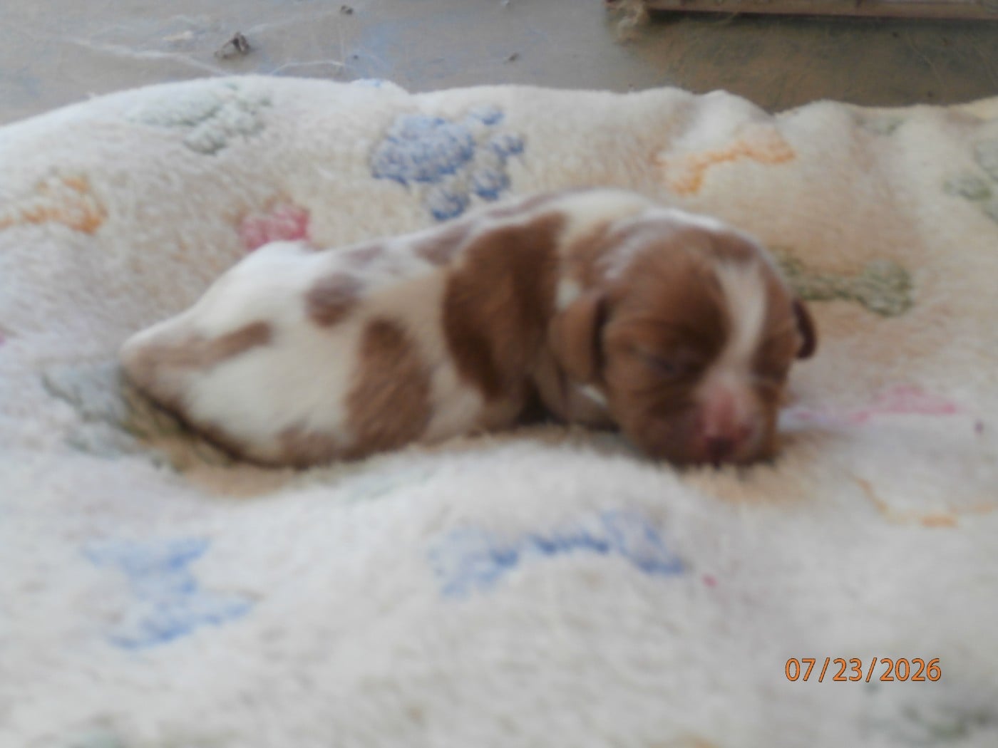 Chiot N°5