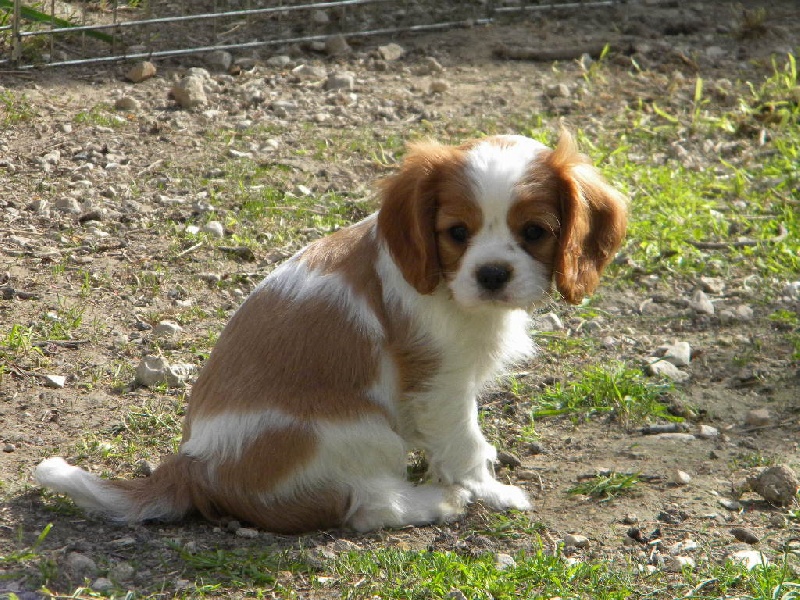 GOUGEA