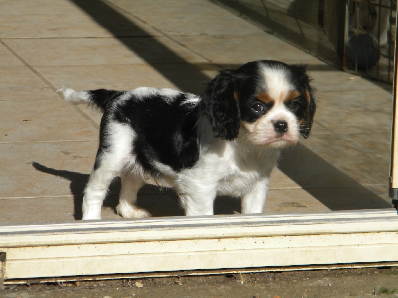 Harper