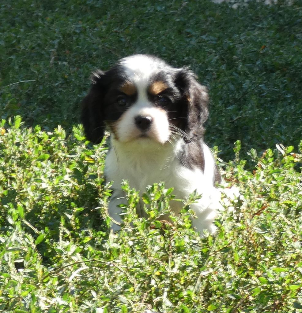 CHIOT