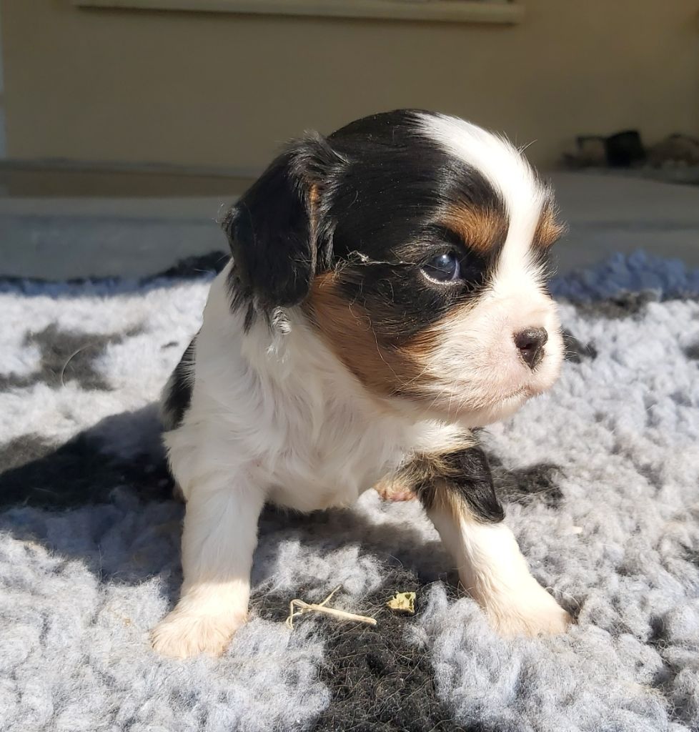 Tyson