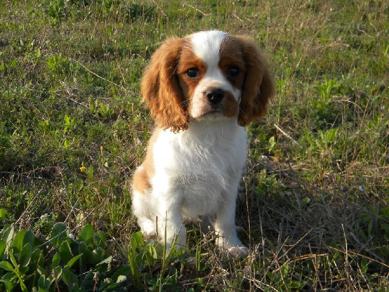 Jack