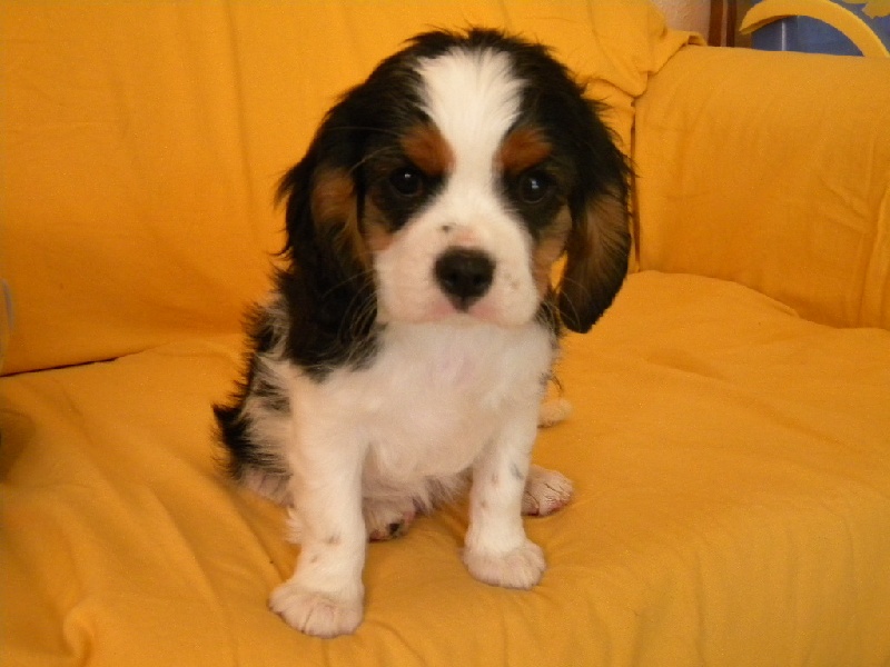 Filou