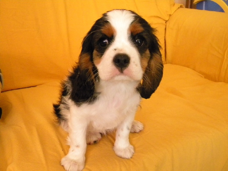 Filou