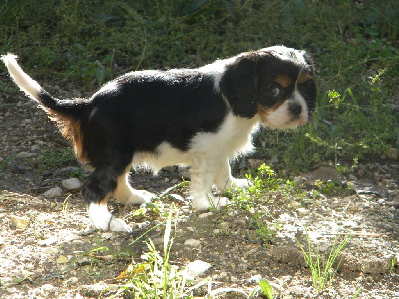 Hydille