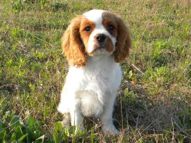 Jack