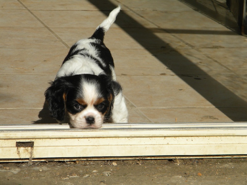 Harper